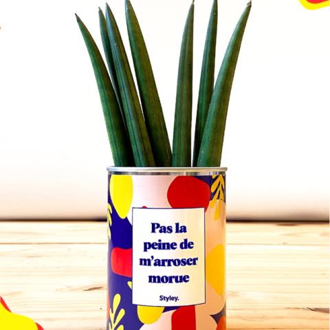 Plante détox