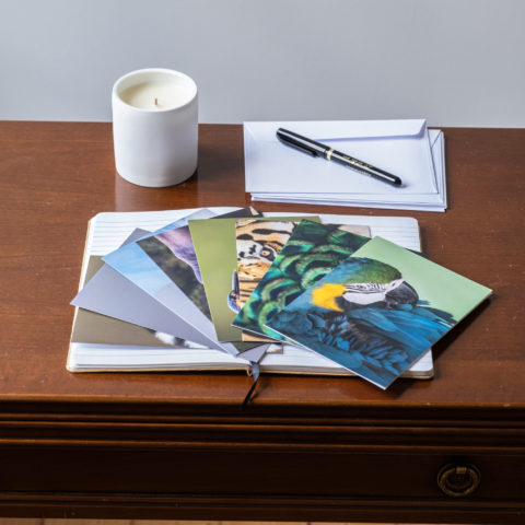 8 CARTES DE VOEUX "ANIMAUX DU MONDE"