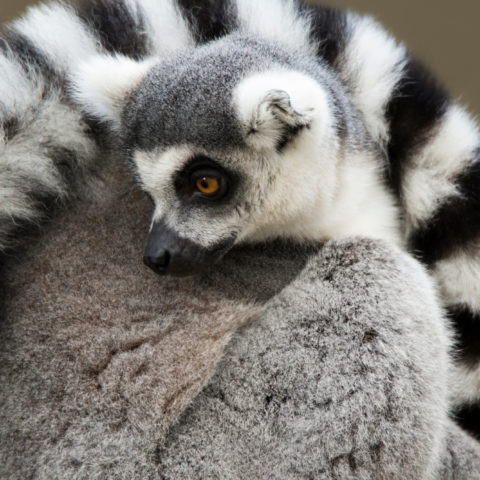 PROTEGE CARNET DE SANTE OURS